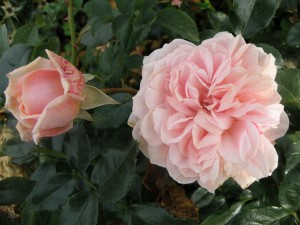 JOIE DE VIVRE (floribunda)